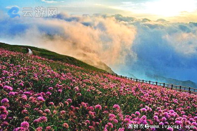 百里杜鹃旅游景区