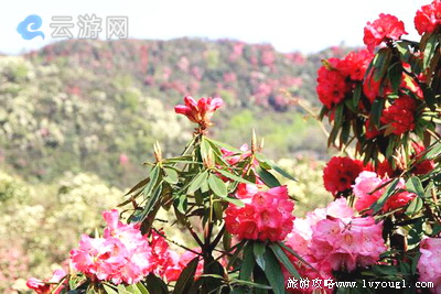 百里杜鹃旅游景区