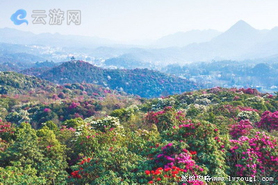 百里杜鹃旅游景区
