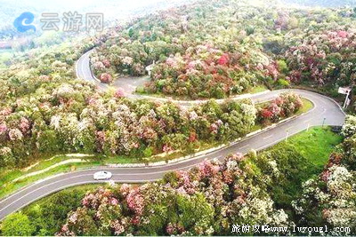 百里杜鹃旅游景区