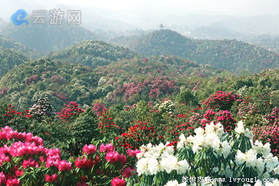 百里杜鹃旅游景区