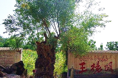 泽普金湖杨旅游景区
