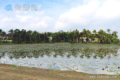 海口红旗镇云雁村