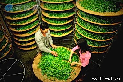 保亭常青茶溪谷