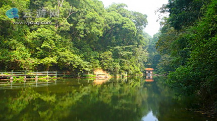 三元格氏栲景区