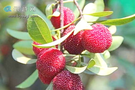 阳宗海摘杨梅