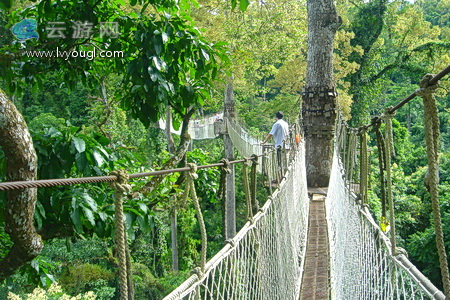 望天树空中走廊怎么样