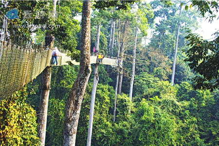 望天树空中走廊怎么样