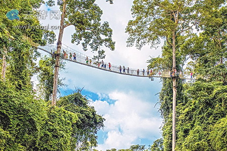 望天树空中走廊怎么样