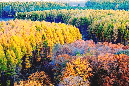 绥化大青观省级森林公园