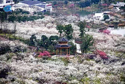 余杭超山赏梅花