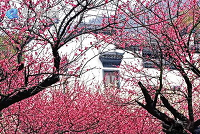 余杭超山赏梅花