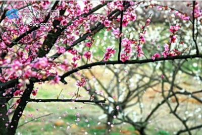 余杭超山赏梅花