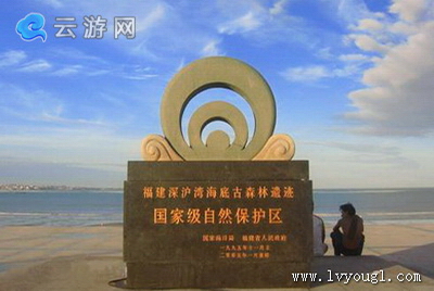 晋江深沪湾海底古森林