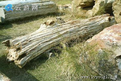 晋江深沪湾海底古森林