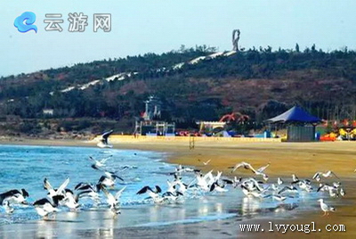 晋江深沪湾海底古森林