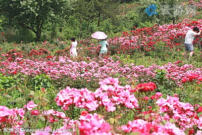 武汉黄陂木兰云雾山月季花园