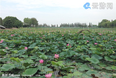 荆州洪湖蓝田景区