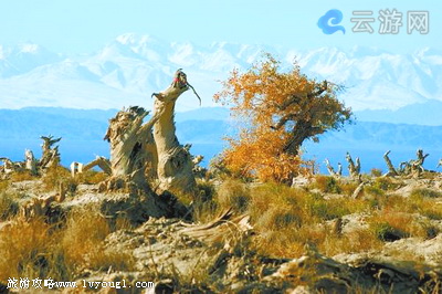 哈密伊吾胡杨林生态园景区(4A级旅游景区)