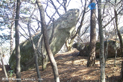 大别山宝蝉戏金龟
