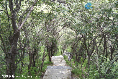 大别山千年继木园