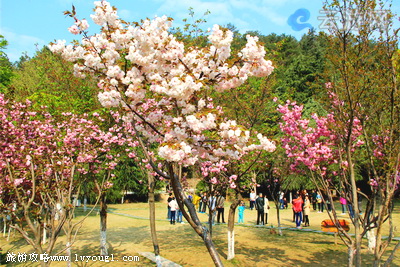 十堰四方山植物园