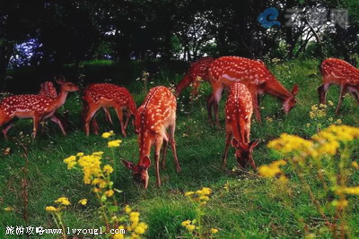 神农架官门山景区