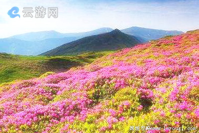坪坝营流花溪古树杜鹃林景区