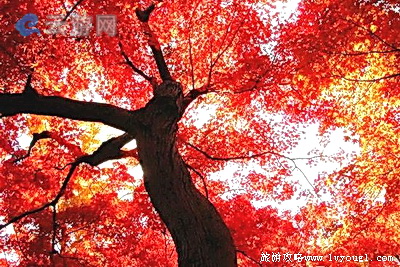 广州石门国家森林公园