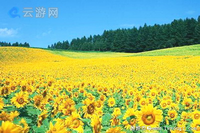 广州百万葵园