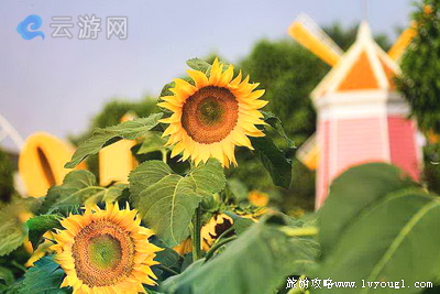 广州百万葵园