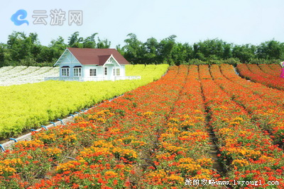 广州百万葵园