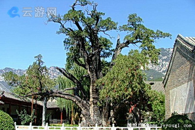 嵩阳书院古柏
