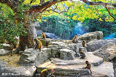 海南陵水南湾猴岛