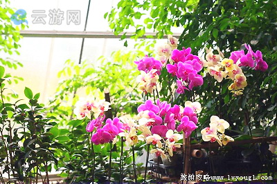 马鞍山台湾花博园