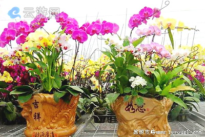 马鞍山台湾花博园