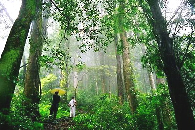 龙岩上杭梅花山景区