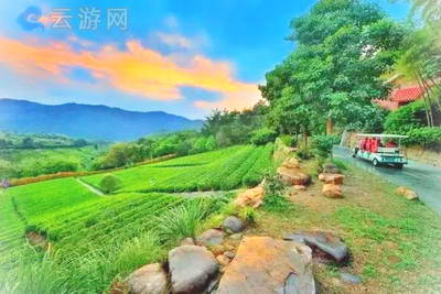 梅州雁南飞茶田景区