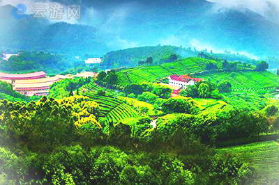 梅州雁南飞茶田景区