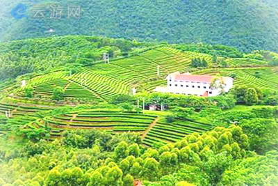 梅州雁南飞茶田景区