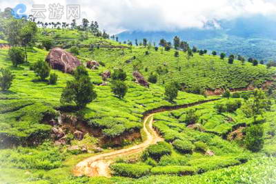 梅州雁南飞茶田景区
