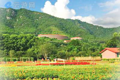 梅州雁南飞茶田景区