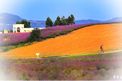 湘西凤凰香薰山谷