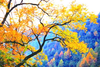 文成龙川岭红枫古道