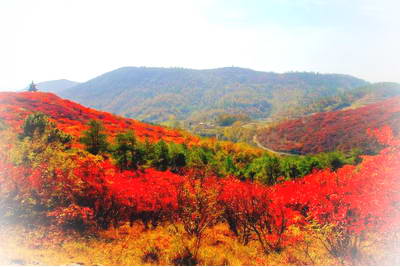 黄岗桐柏山红叶景区
