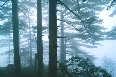 临朐黑松林景区