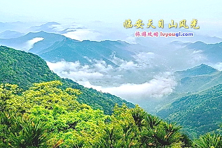 临安天目山风光