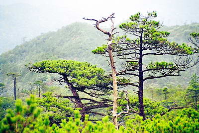 龙岩上杭梅花山