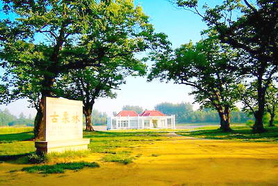 花木之乡沭阳新河镇