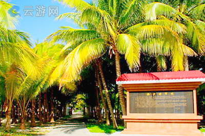 西沙群岛将军林
